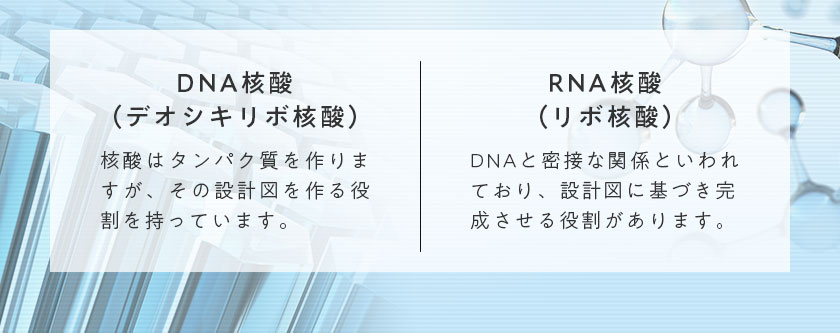 DNA核酸（デオシキリボ核酸） 核酸はタンパク質を作りますが、その設計図を作る役割を持っています。 RNA核酸（リボ核酸）DNAと密接な関係と言われており、設計図に基づき完成させる役割があります。