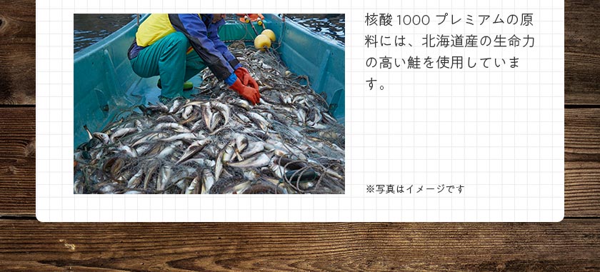 核酸「鳳凰」では、原料にはDHA含有量が高いと言われる鮭の白子を選択。国産にこだわり、〇〇県で水揚げされる鮭を使用しています。